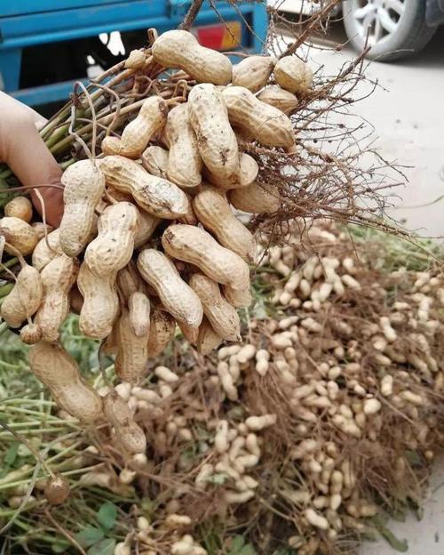 干果店,已经各种榨油工厂【联系我时,请说是在一亩田上看到的】评价